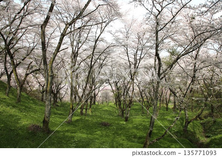 福島縣霞城櫻花盛開 135771093