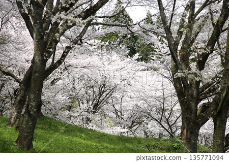 福島縣霞城櫻花盛開 135771094
