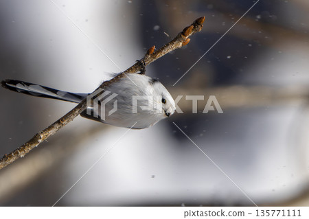 A long-tailed tit perched on a branch and gazing 135771111