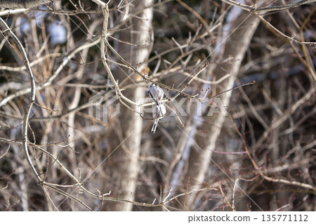Long-tailed tits playing on a branch Long-tailed tits playing on a branch 135771112