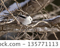 A long-tailed tit perched on a branch and gazing 135771113