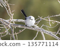 A long-tailed tit perched on a branch and gazing 135771114
