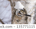 A long-tailed tit perched on a tree trunk and gazing 135771115