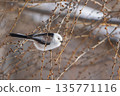 A long-tailed tit perched on a branch and gazing 135771116
