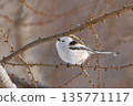 A long-tailed tit perched on a branch and gazing 135771117