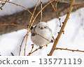A long-tailed tit perched on a branch and gazing 135771119