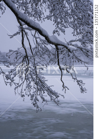 積雪覆蓋的木頭 積雪覆蓋的木頭 135771152