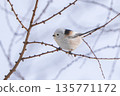A long-tailed tit perched on a branch and gazing 135771172