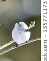 A long-tailed tit perched on a branch and gazing 135771173