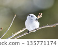 A long-tailed tit perched on a branch and gazing 135771174