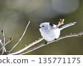 A long-tailed tit perched on a branch and gazing 135771175