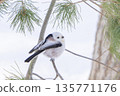 A long-tailed tit perched on a branch and gazing 135771176