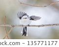 A long-tailed tit jumps out from a branch 135771177