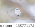 A long-tailed tit jumps out from a branch 135771178