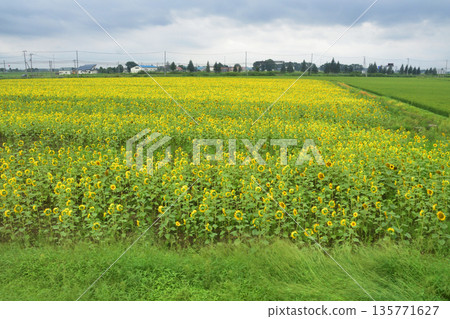 JR Hokkaido Sassho Line: Train window and station scenery between Tobetsu Station and Hokkaido Medical University Station (cloudy in summer 2023) 135771627