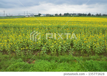 JR Hokkaido Sassho Line: Train window and station scenery between Tobetsu Station and Hokkaido Medical University Station (cloudy in summer 2023) 135771628
