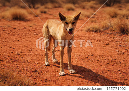 Dingo, an endemic species of Australia, standing on the red soil Dingo, an endemic species of Australia, standing on the red soil 135771902