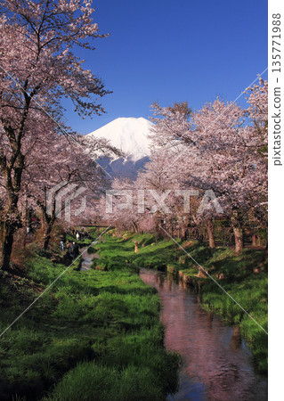 忍野八海新那莊川沿岸的櫻花樹 135771988