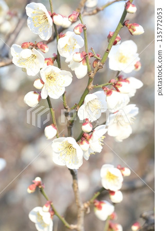 white plum blossom 135772053