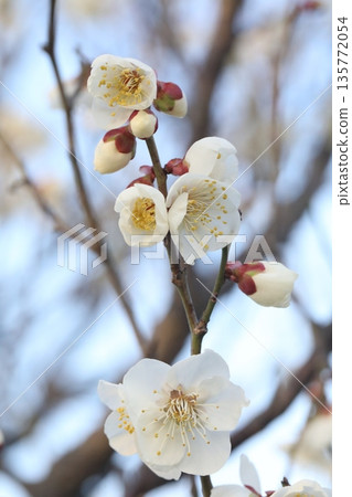 white plum blossom 135772054