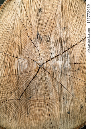 Cross Section of Tree Trunk Revealing Detailed Annual Growth Rings and Natural Texture Cross Section of Tree Trunk Revealing Detailed Annual Growth Rings and Natural Texture 135772089