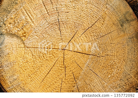 Cross Section of a Tree Trunk Natural Patterns and Growth Rings. Detailed Texture. Cross Section of a Tree Trunk Natural Patterns and Growth Rings. Detailed Texture. 135772092