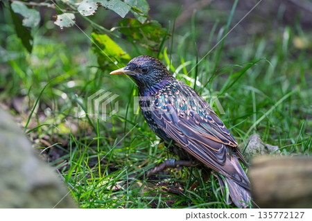 Captivating European Starling Perched in Lush Green Grass on a Sunny Day Wildlife Nature Captivating European Starling Perched in Lush Green Grass on a Sunny Day Wildlife Nature 135772127