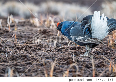 Majestic Black Grouse Displaying on Field, a Wildlife Spectacle in Natural Habitat Majestic Black Grouse Displaying on Field, a Wildlife Spectacle in Natural Habitat 135772131