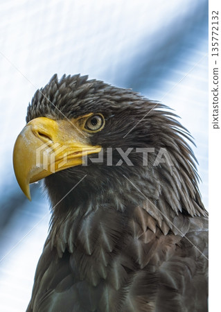 Majestic Steller s Sea Eagle Portrait A Captivating Gaze into Wildlife Wonders and Predatory Bird Majestic Steller s Sea Eagle Portrait A Captivating Gaze into Wildlife Wonders and Predatory Bird 135772132