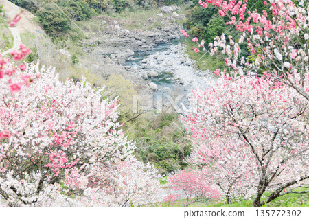 Driving course from Kochi Prefecture to Ehime Prefecture: Peach blossoms at Hikiji Bridge (Agawa District, Kochi Prefecture) Driving course from Kochi Prefecture to Ehime Prefecture: Peach blossoms at Hikiji Bridge (Agawa District, Kochi Prefecture) 135772302