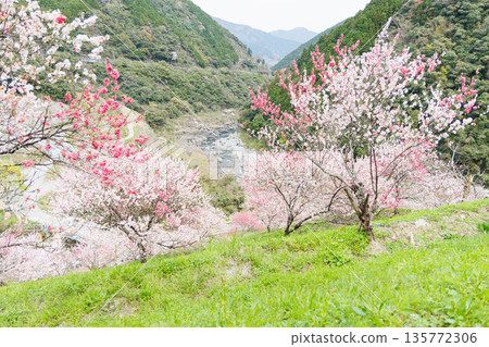 Driving course from Kochi Prefecture to Ehime Prefecture: Peach blossoms at Hikiji Bridge (Agawa District, Kochi Prefecture) Driving course from Kochi Prefecture to Ehime Prefecture: Peach blossoms at Hikiji Bridge (Agawa District, Kochi Prefecture) 135772306