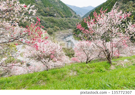 Driving course from Kochi Prefecture to Ehime Prefecture: Peach blossoms at Hikiji Bridge (Agawa District, Kochi Prefecture) Driving course from Kochi Prefecture to Ehime Prefecture: Peach blossoms at Hikiji Bridge (Agawa District, Kochi Prefecture) 135772307