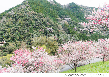 從高知縣到愛媛郡的駕車路線:比企地橋的桃花(高知縣阿川郡) 從高知縣到愛媛郡的駕車路線:比企地橋的桃花(高知縣阿川郡) 135772310