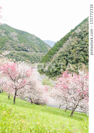 Driving course from Kochi Prefecture to Ehime Prefecture: Peach blossoms at Hikiji Bridge (Agawa District, Kochi Prefecture) Driving course from Kochi Prefecture to Ehime Prefecture: Peach blossoms at Hikiji Bridge (Agawa District, Kochi Prefecture) 135772316