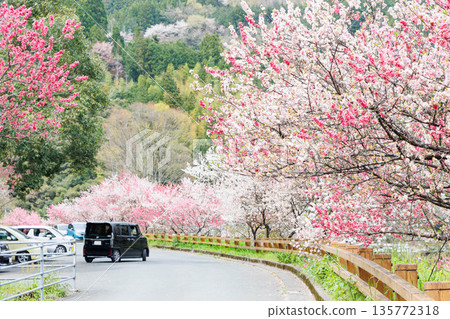 Driving course from Kochi Prefecture to Ehime Prefecture: Peach blossoms at Hikiji Bridge (Agawa District, Kochi Prefecture) Driving course from Kochi Prefecture to Ehime Prefecture: Peach blossoms at Hikiji Bridge (Agawa District, Kochi Prefecture) 135772318
