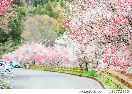 Driving course from Kochi Prefecture to Ehime Prefecture: Peach blossoms at Hikiji Bridge (Agawa District, Kochi Prefecture) Driving course from Kochi Prefecture to Ehime Prefecture: Peach blossoms at Hikiji Bridge (Agawa District, Kochi Prefecture) 135772320