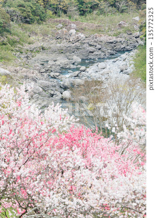 Driving course from Kochi Prefecture to Ehime Prefecture: Peach blossoms at Hikiji Bridge (Agawa District, Kochi Prefecture) 135772325