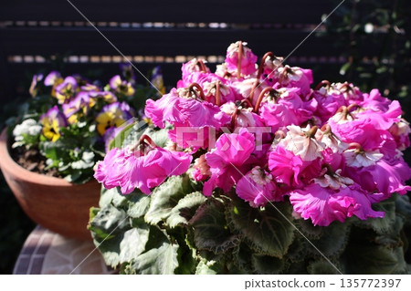 花葉仙客來和紫羅蘭 花葉仙客來和紫羅蘭 135772397