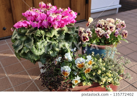 A pot of unusual-flowering cyclamen and violas A pot of unusual-flowering cyclamen and violas 135772402