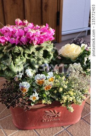 一盆花葉仙客來、紫羅蘭和金魚草 135772403