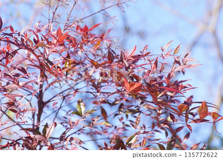 Nanten leaves in winter 135772622