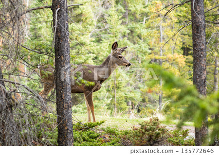 森林中的騾鹿(Odocoileus hemionus) 森林中的騾鹿(Odocoileus hemionus) 135772646