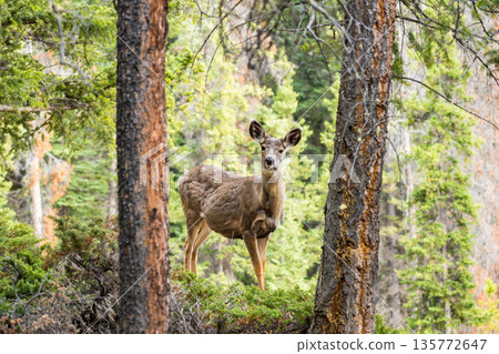 Mule deer (Odocoileus hemionus) standing in the forest 135772647