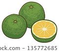 Illustration of Jabura, a citrus fruit that is a specialty of Wakayama Prefecture 135772685