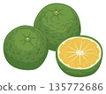 Illustration of Jabura, a citrus fruit that is a specialty of Wakayama Prefecture 135772686