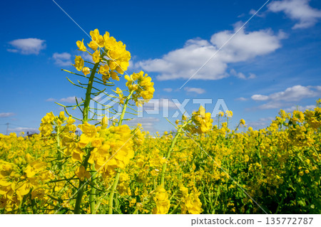 Rapeseed field 135772787