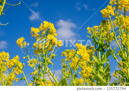 Rapeseed field 135772794