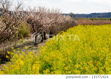 Rapeseed field 135772814