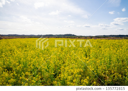 Rapeseed field Rapeseed field 135772815