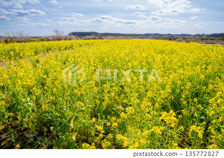 Rapeseed field Rapeseed field 135772827